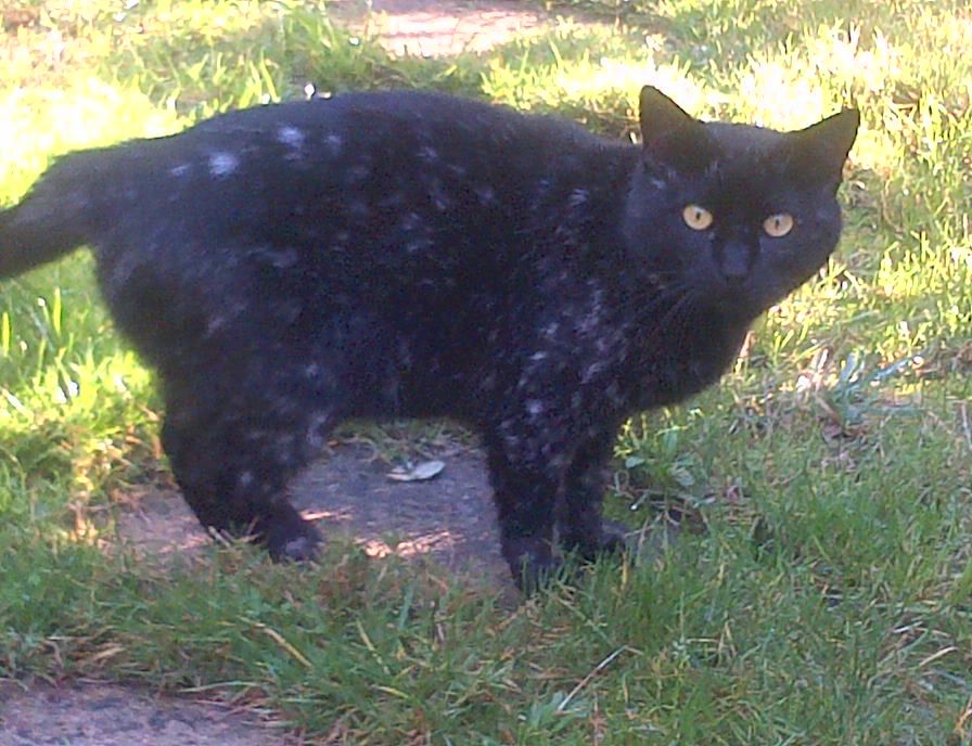 Question Couleur Chat Malade Ou Pas 3 Forum Cheval