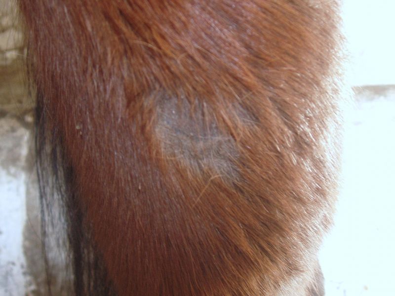 photos maladie de peau du cheval la