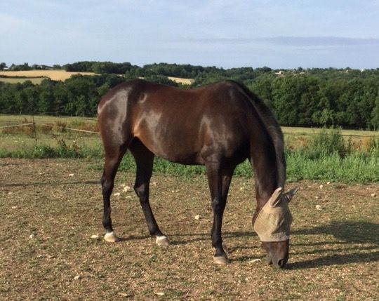 trotteur de reforme à vendre