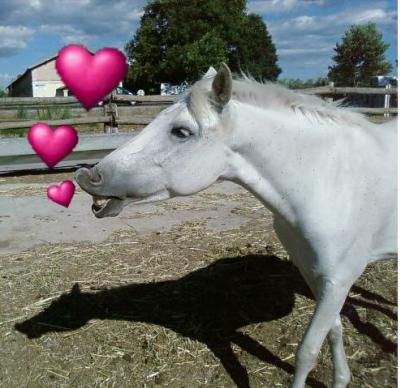 Elle Fait Tout Le Temps Le Flehmen 1 Forum Cheval